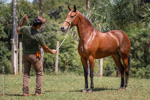 Wonderful bay mare of the Mangalarga Marchador breed with her trainer. Animal training and taming concept.