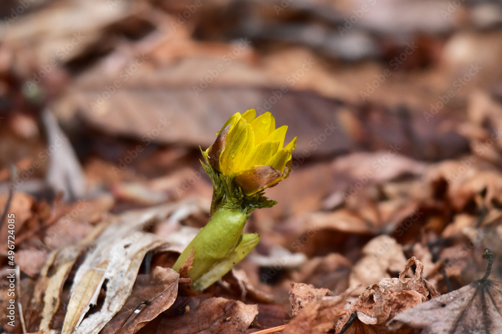 福寿草のつぼみ
