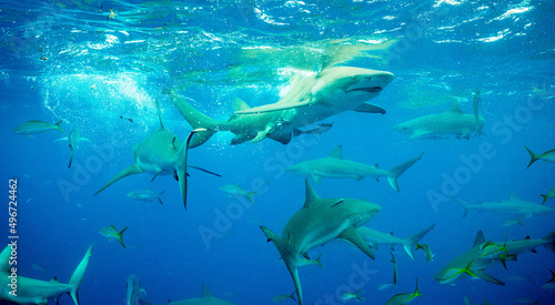 Bahamas Shark