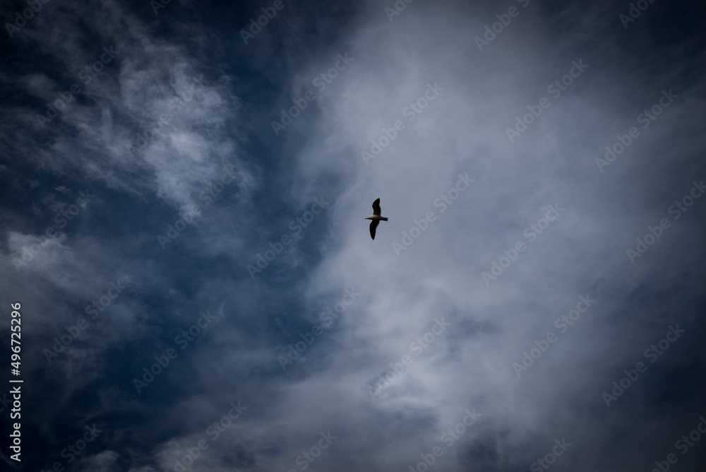 Seagull flying against cloudscape and blue sky