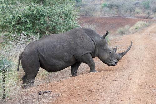 White Rhino  ceratotherium simum  on gravel road in southern Africa