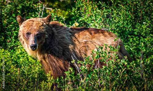 brown bear