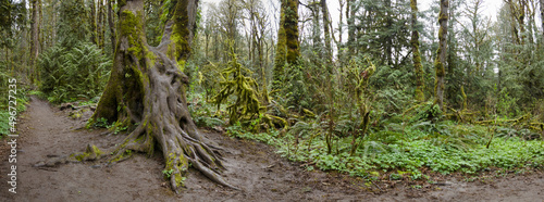 A hiking trail winds through an old-growth forest found near Portland, Oregon. These beautiful temperate forests offer myriad habitats for both flora and fauna to thrive.