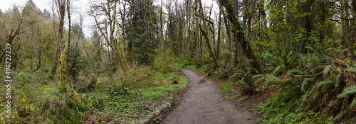 A hiking trail winds through an old-growth forest found near Portland, Oregon. These beautiful temperate forests offer myriad habitats for both flora and fauna to thrive.