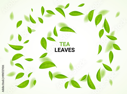 Green tea vector background mint eco illustration. Organic green tea flying leaf fresh concept