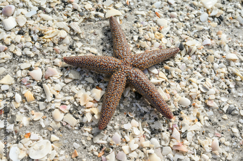 A small spined sea star on a Southwest Florida beach. A small spined sea star on a Southwest Florida beach.