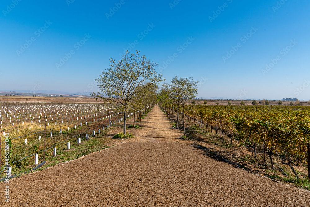 Obraz premium Land prepared for cultivation, cultivation of grapes, wine culture, vineyard, planting of grapes. Agriculture and local farm.