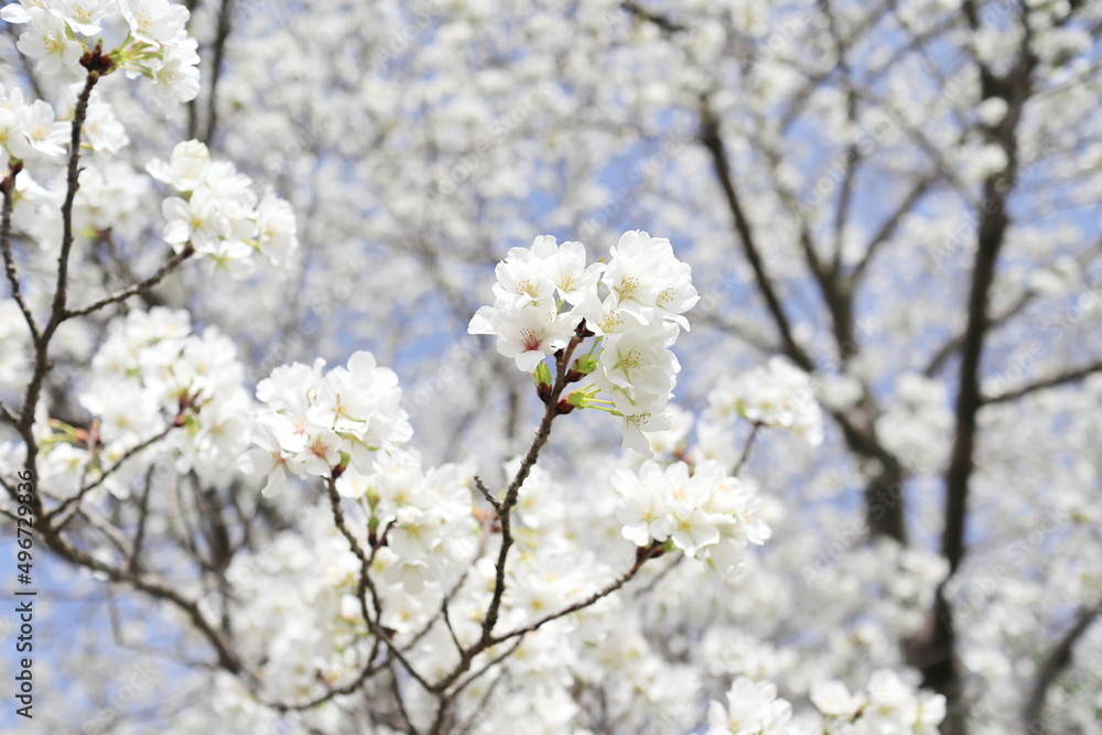 真っ白の綺麗な大島桜の森
