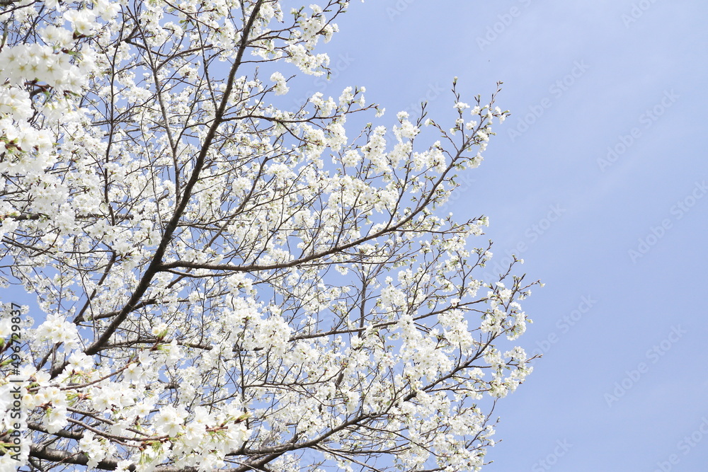 晴れの日の大島桜