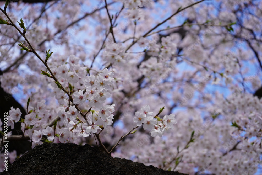 桜 桜
