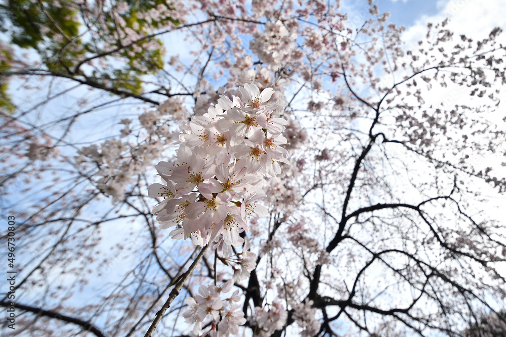 満開のしだれ桜のクローズアップ 満開のしだれ桜のクローズアップ
