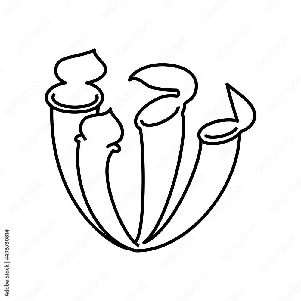 サラセニア サラセニア
