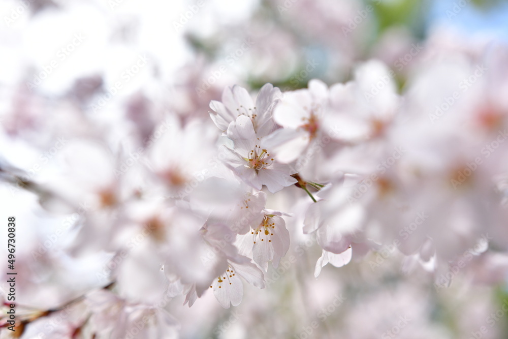 満開の桜のクローズアップ 満開の桜のクローズアップ