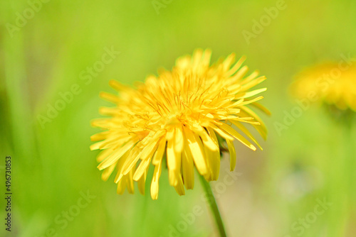 野に咲くタンポポの花 photo