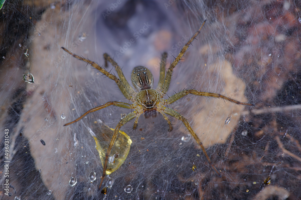 Brown forest spider in the middle of the big forest.