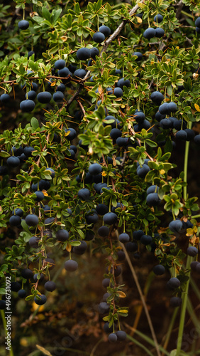 Calafates, frutos de la patagonia Chilen.