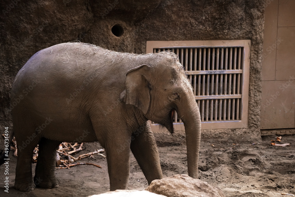 Fototapeta premium 人気のアジア象