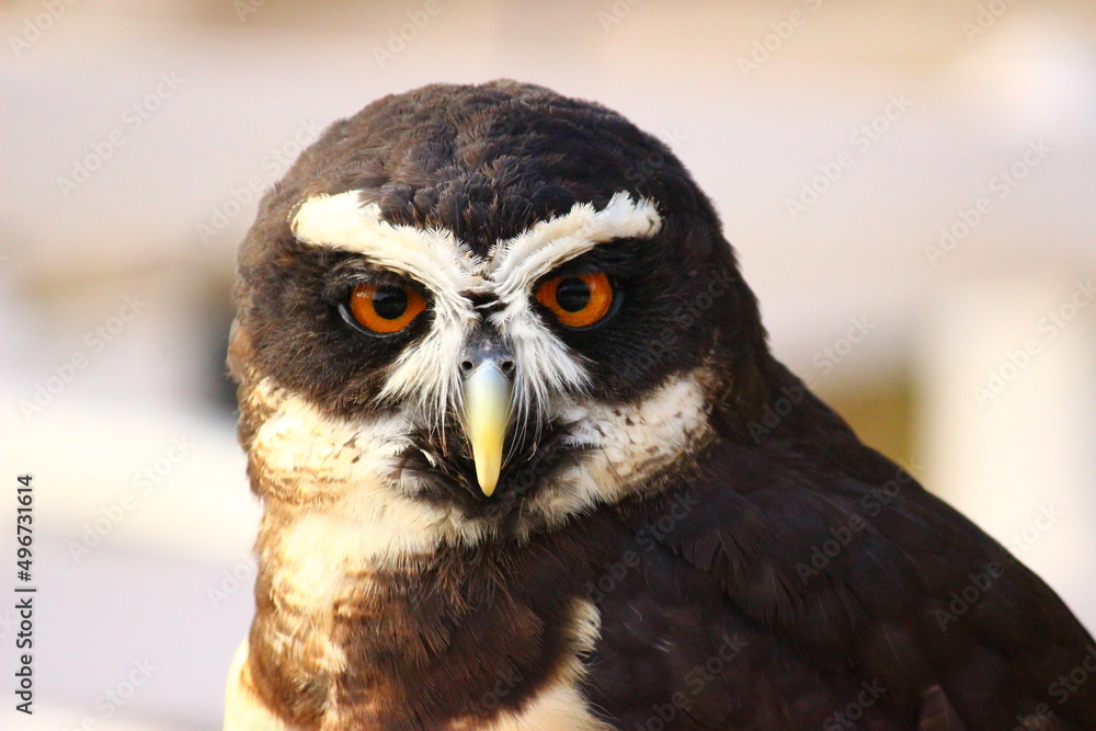 Obraz premium こちらを見るメガネフクロウ