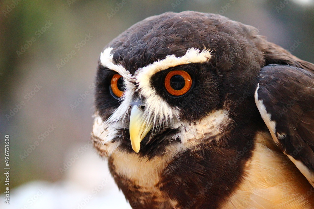 Obraz premium 真ん丸な目のメガネフクロウ