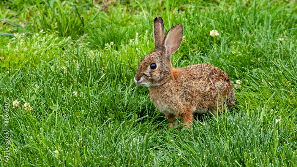 Wild Rabbit in the Grass 2 Wild Rabbit in the Grass 2