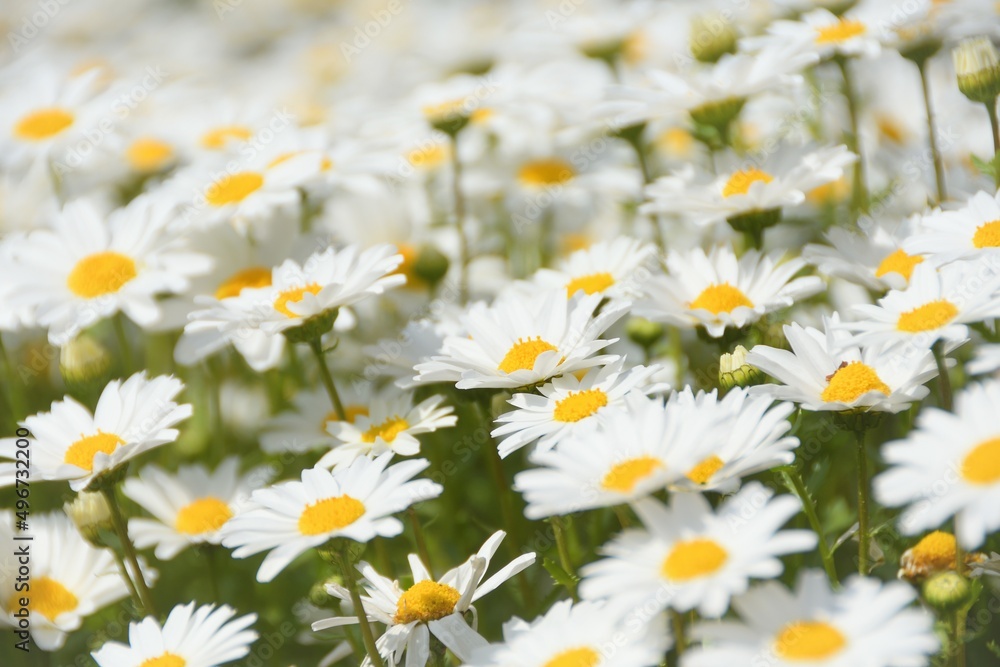 デイジーの花 デイジーの花