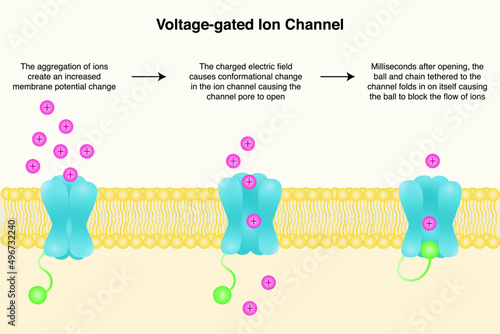 Voltage-gated ion channel diagram