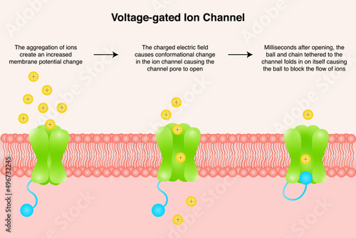 Voltage-gated ion channel diagram