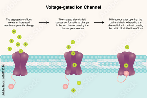 Voltage-gated ion channel diagram