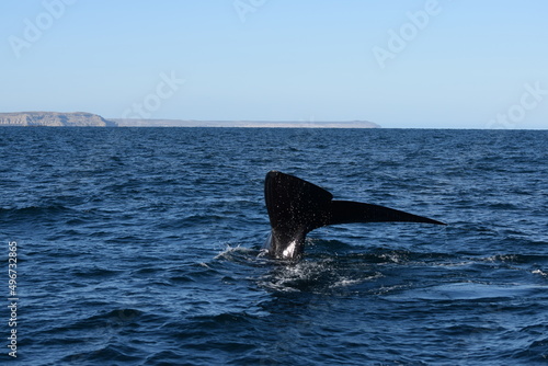 Whale in the sea
