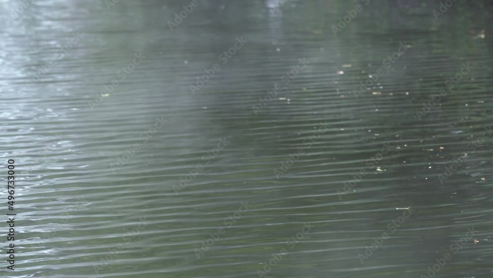 Tropical steam fog over the lake surface, White plumeria flowers over over the lake surface with steam fog in the tropical forest, Tropical steam fog over the lake surface, White plumeria flowers over over the lake surface with steam fog in the tropical forest,