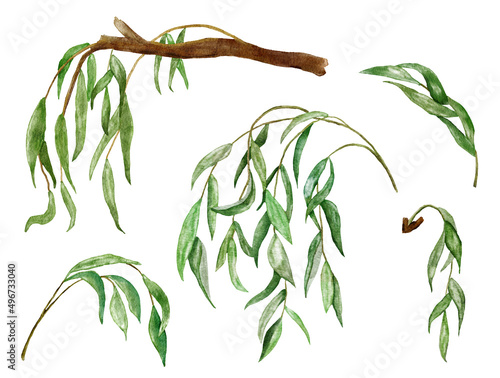 Fototapeta Watercolor hand drawn illustration of willow leaves leaf branches twigs