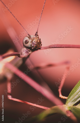 Phasmatodea -leaf insects macro close up