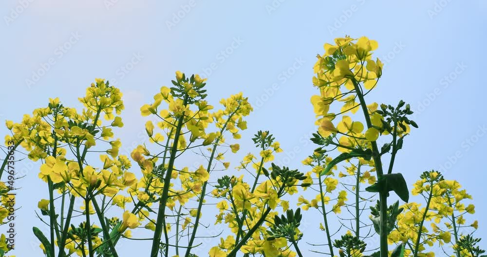 Yellow rape flowers bloom in spring. Beautiful flowers and blue sky landscape. Yellow rape flowers bloom in spring. Beautiful flowers and blue sky landscape.