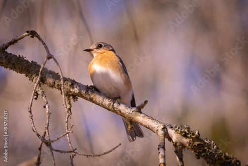 robin on a branch