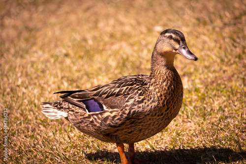 duck