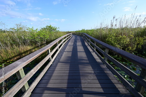Fototapeta Naklejka Na Ścianę i Meble -  Anhinga Trail and boardwalk in Everglades National Park, Florida on sunny April morning.