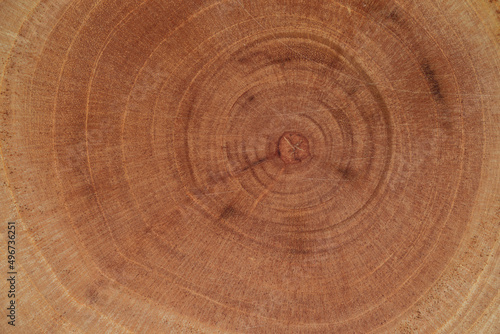 cross section of a tree trunk