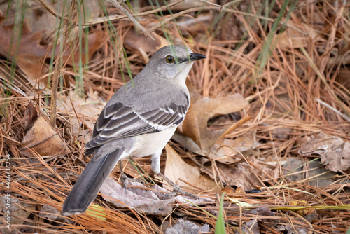 red backed shrike