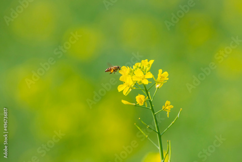 A bee over a mustard flower