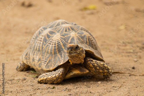 Fototapeta Naklejka Na Ścianę i Meble -  A tortoise walking around in a zoo
