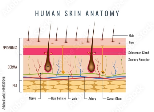 Layered epidermis, human skin anatomy