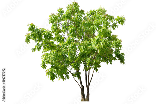 tropical green tree side view isolated on white background for landscape and architecture drawing  elements for environment and garden