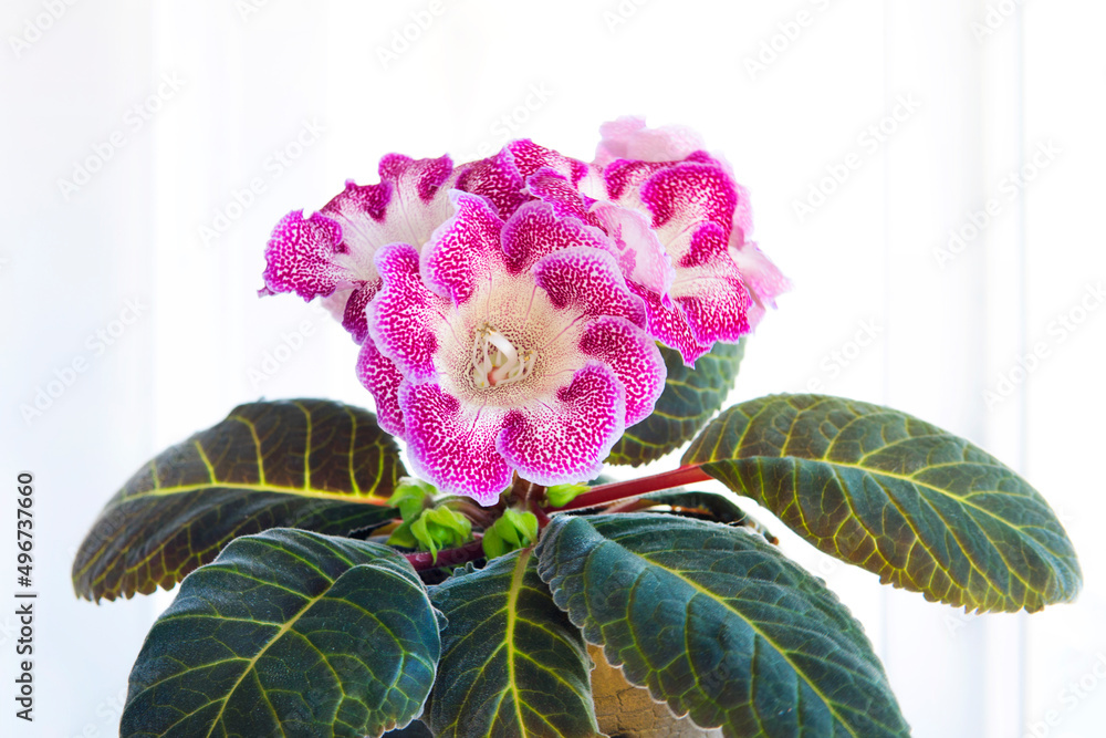 Gloxinia Flower