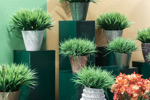 Indoor house plants on the podium in the interior in green tones. Home decor on a pedestal