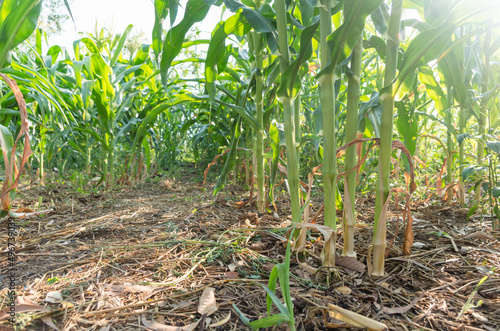 corn plant row .