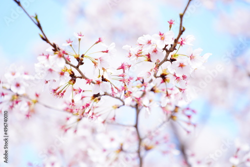 公園に咲く桜の花