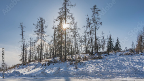 Bare trees stand on the hillside. The rays of the sunshine through the branches. Snowdrifts on the side of the winter road. Clear blue sky. Altai