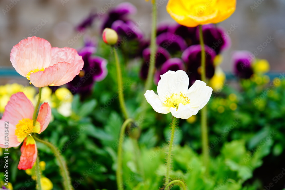 千葉県の春のお花畑