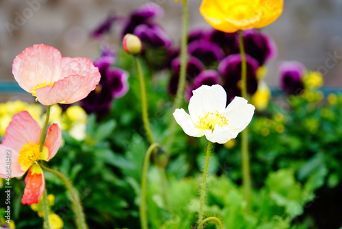 千葉県の春のお花畑 © rika_portrait