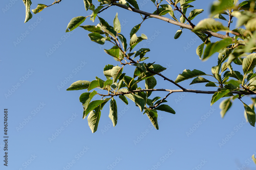 Fototapeta premium Parasite-damaged apple tree leaves on branches. Close-up of perforated leaves in an orchard.